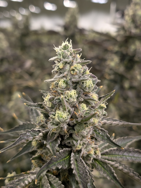 4 Degrees flowering cannabis, as labeled by the cited image source