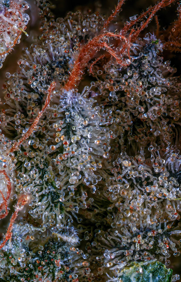 Zen Wen - Hybrid | Flower