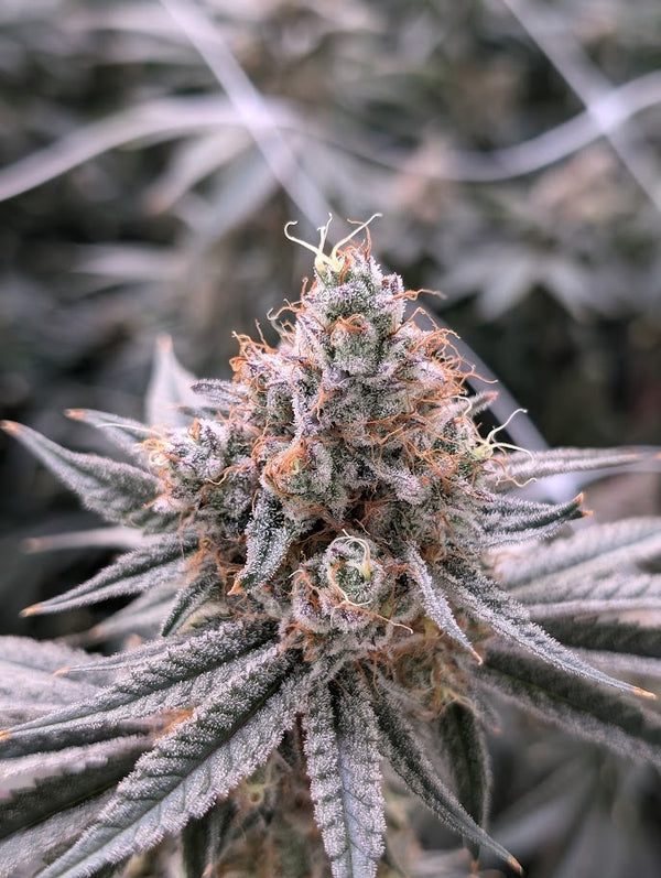 Beauty & Brains - Hybrid | Flower