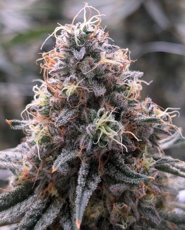 Beauty & Brains - Hybrid | Flower